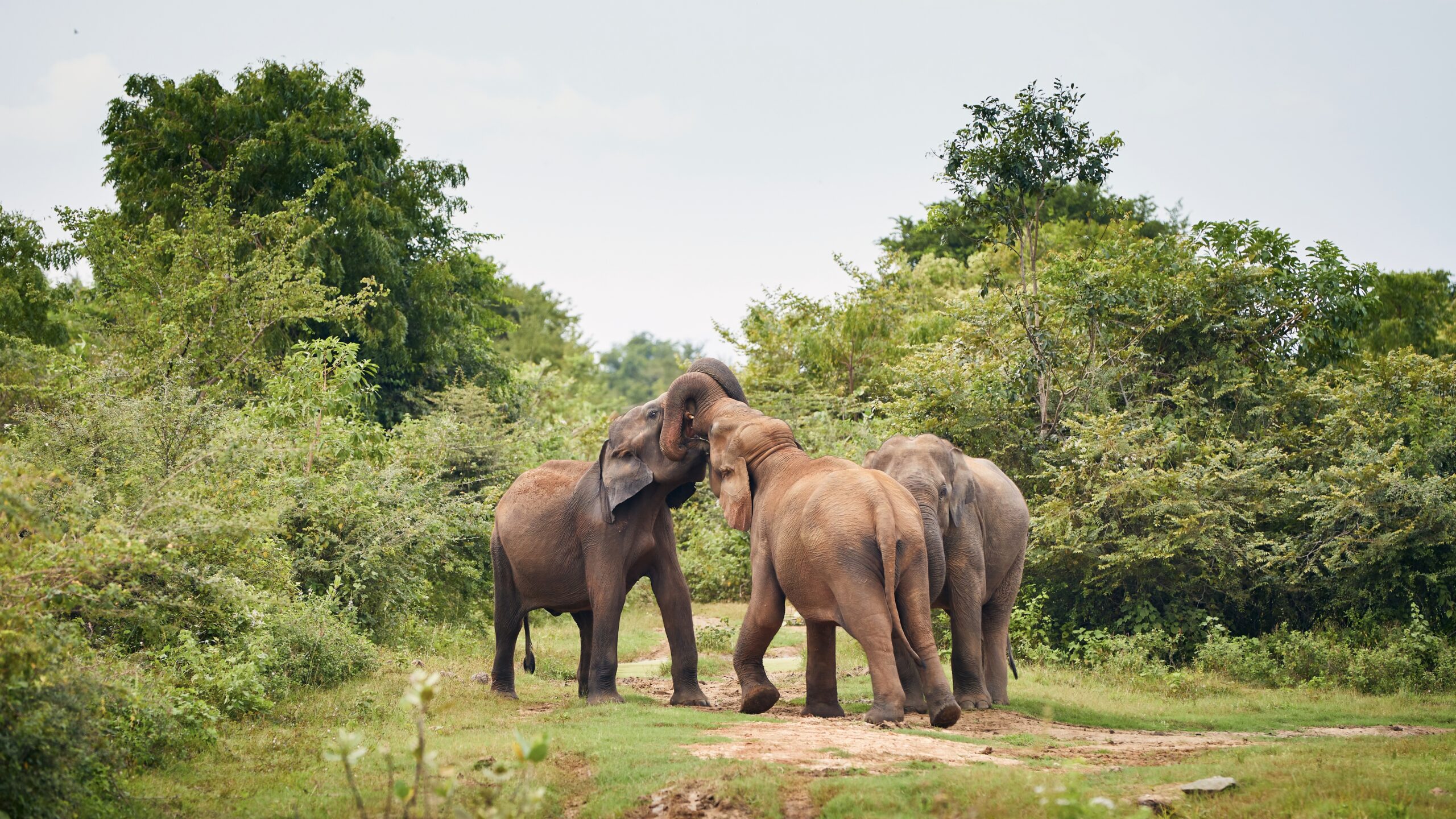 Sri Lankan wildlife and nature